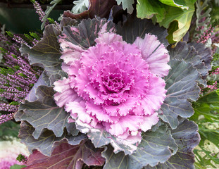 Single flower of pink brassica oleracea ( decorative cabbage), close up