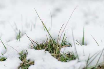 Grass sprouts stick out from under the snow