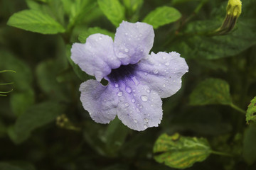 Beautiful Natural White Flower With Morning Fog in The Winter