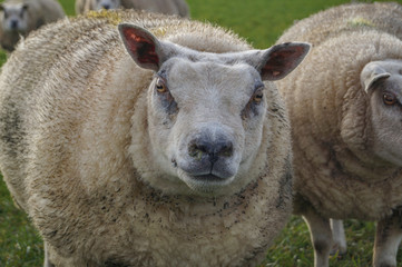 Fototapeta premium sheep on the farm