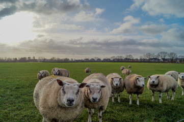 flock of sheep in the field