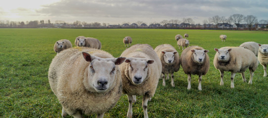 Obraz premium flock of sheep in the field