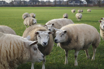 flock of sheep in the field