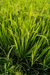 Fototapeta na wymiar Rice paddy field.