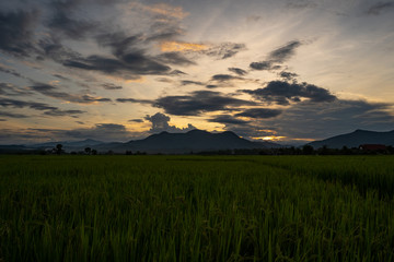 Rice paddy field against sunset scape.