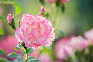 Beautiful pink roses flower in the garden