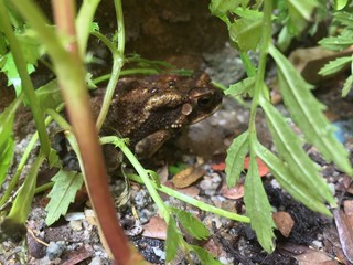 A frog