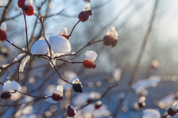Christmas tree branch with snow, winter fairy tale, wild rose in the snow 