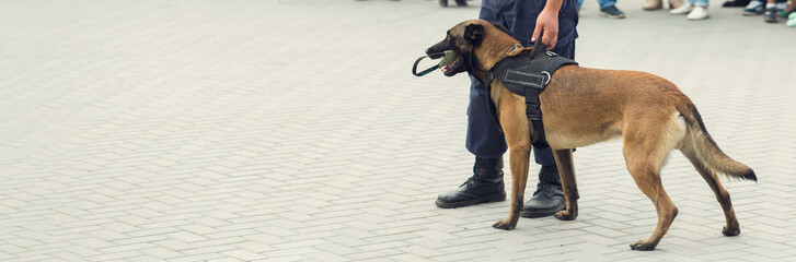 Malinois belgian shepherd guard the border. The border troops demonstrate the dog's ability to detect violations.	