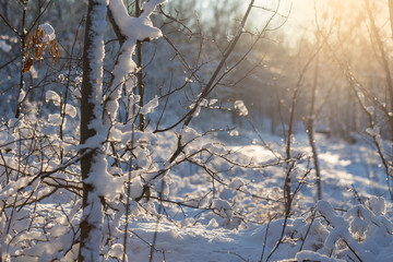 Christmas tree branch with snow, winter fairy tale