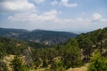 Fototapeta na wymiar The summer sunny forest in Troodos mountains, Cyprus