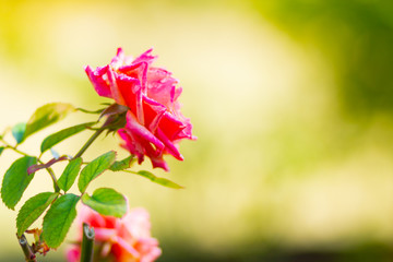 Pink rose flower with raindrops. Beautiful pink rose in a garden. Rose flower bloom on blurry background. Copy space