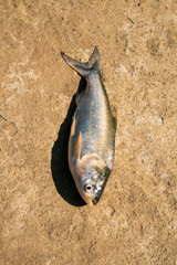 On a sunny day a silver carp fish is isolated on ground in the Indian village with shadow front side