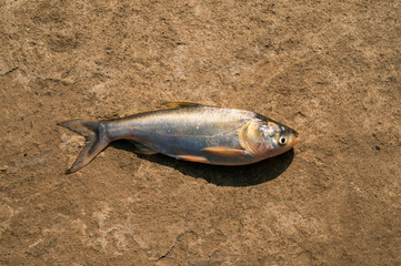 On a sunny day a silver carp fish is isolated on ground in the Indian village with shadow small view