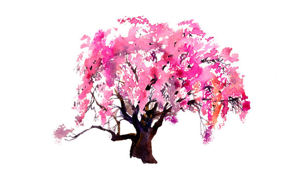 Watercolour sakura blossom pink tree isolated on white
