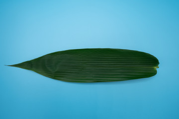 Bamboo leafs isolated on blue background.