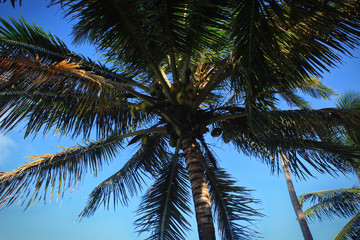 Palme mit Kokosnüssen vor tiefblauem Himmel