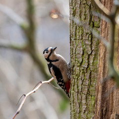 Great Spotted Woodpecker on Side of a Tree