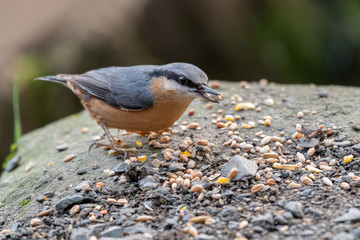 European Nuthatch Eating Seed on the Ground