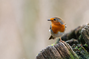 European Robin Perched on an Old Tree Stump