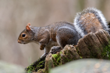 Naklejka na ściany i meble European Grey Squirrel Sat in a Tree Stump