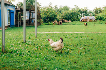 chicken in the yard