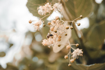 bee collecting honey