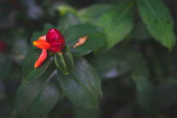 Growing shampoo Ginger plant