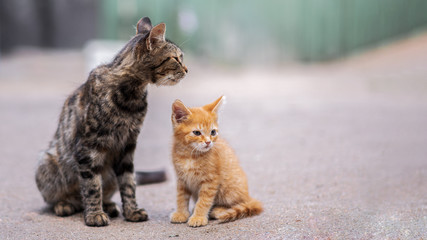 Cat and kitten in solitude, cat mom.