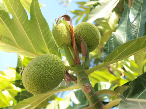 Tropical breadfruit (Artocarpus altilis) common name Breadfruit, Bread fruit tree, Bread nut tree. With a clear blue sky on a sunny day. Selective focus