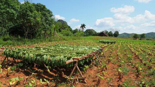 Tobacco leaves drying on the field, Vinales Valley, UNESCO World Heritage Site, Pinar del Rio Province, Cuba