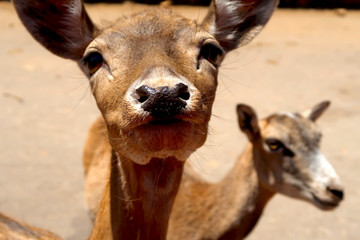 Closeup of fallow deer fawn in ZOO safari Fasano in Italy, region of Apulia, Adriatic See