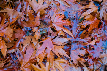 closeup wet red dry autumn leaves on a ground