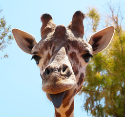Funny giraffe sticking black tongue, looking at the camera - picture from Fasano ZOO safari in Italy, Apulia region, Adriatic Sea