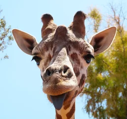 Gordijnen Funny giraffe sticking black tongue, looking at the camera - picture from Fasano ZOO safari in Italy, Apulia region, Adriatic Sea © hancik