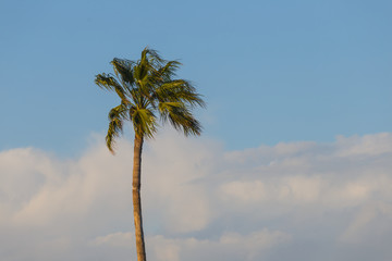 alone high palm tree on a blue cloudy sky background