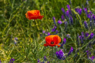 Meadow with wildflowers – red poppies and purple Vicia cracca or cow vetch flowers and green grass. Summer field. 