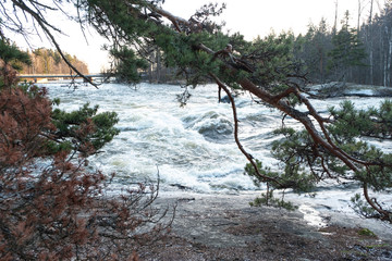 A river with a fast flow of water and drilling. A large pine branch swings to the water