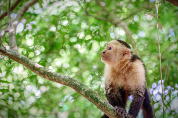Naklejka na ściany i meble Monkey on a tree branch in the jungle looking forward