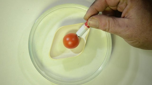 Demonstration of diamagnetism, a small untampered tomato floats in a small "boat". As a strong magnet is held towards the tomato a repulsion can be seen as the tomato drifts away from the magnet.