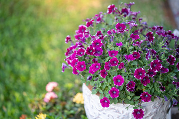 Beautiful blossom violet color pansy free fall flower in garden.
