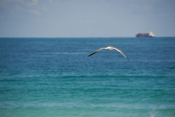 Fototapeta na wymiar bird flying on the beach