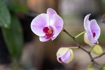 Blossom phalaenopsis in garden