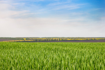 Green cereal field under a blue sky with clouds.