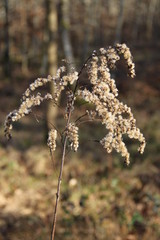 Herbe sèche macro