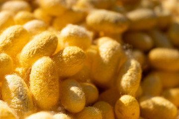 Group of silkworm in yellow cocoon stage background
