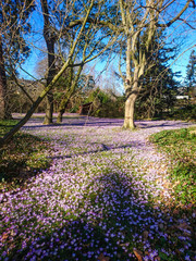 Flower Fields in Nature Outside with Sun