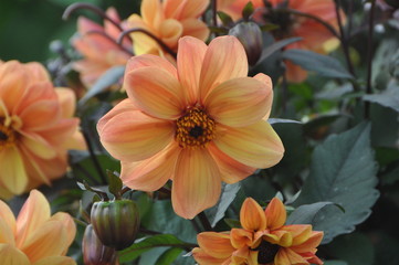 Dahlia Flowers in Full Bloom