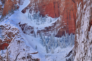 Winter landscape of cliff and snow flocked conifers, Kolob Canyons, Zion National Park, Utah, USA