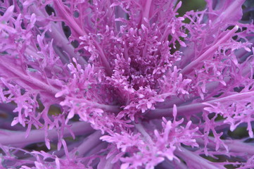 closeup of purple flower